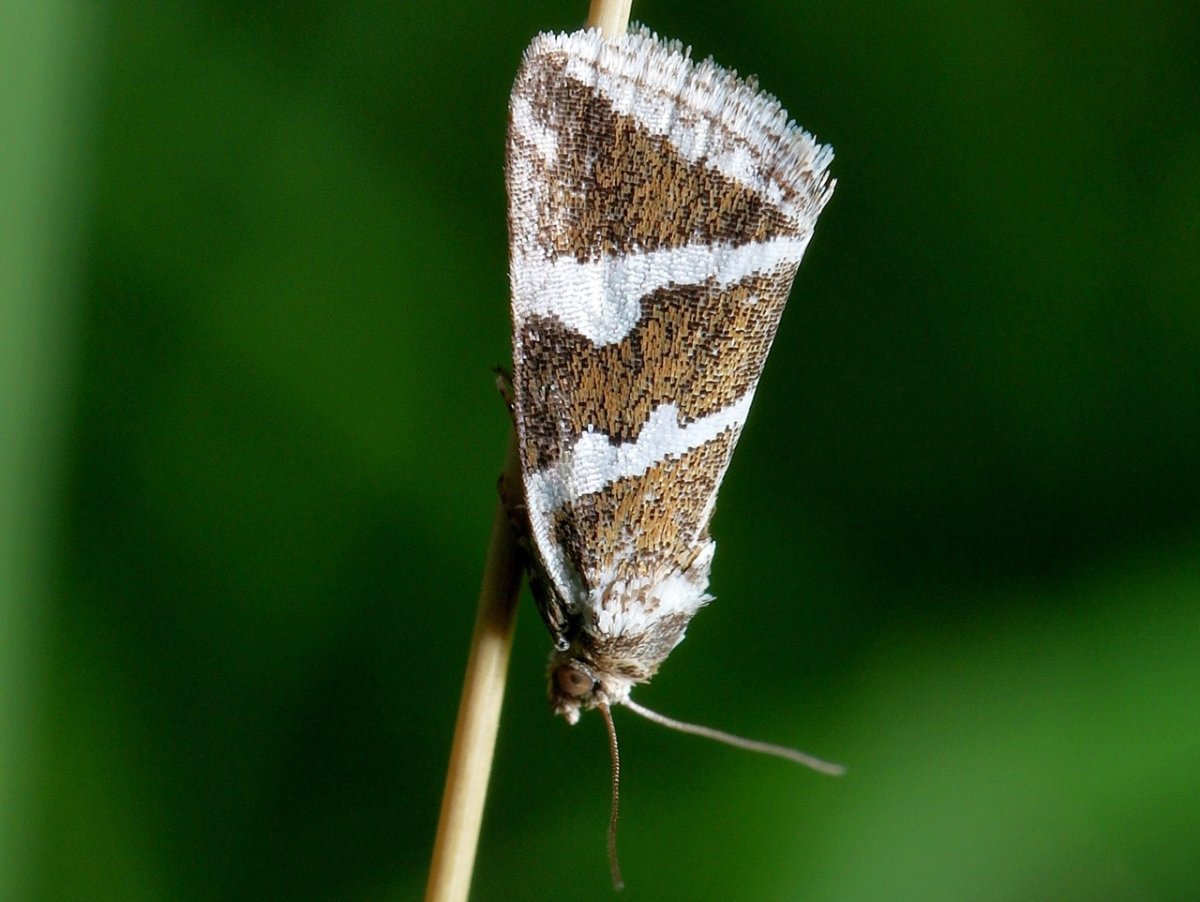 Noctuidae Europaeae