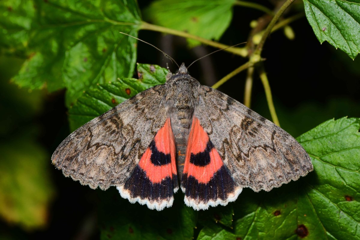 Brachylomia viminalis (Fabricius, 1777)