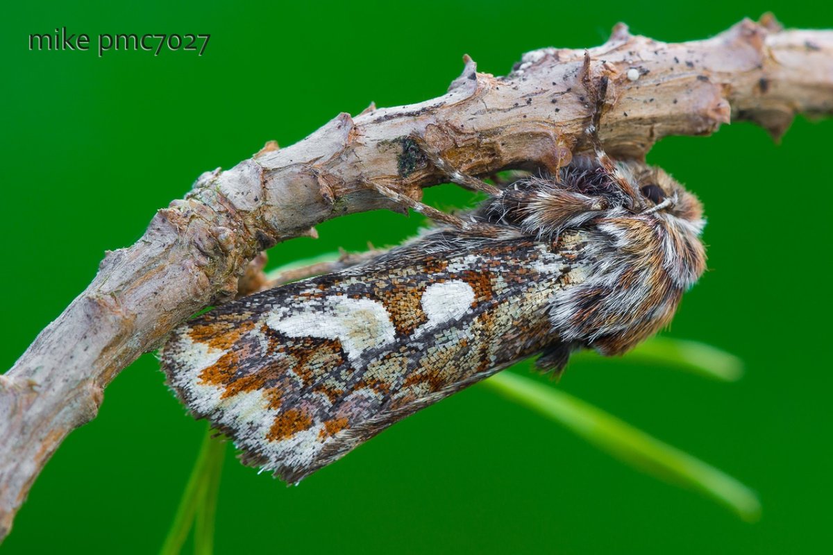 Совка гречишная бабочка