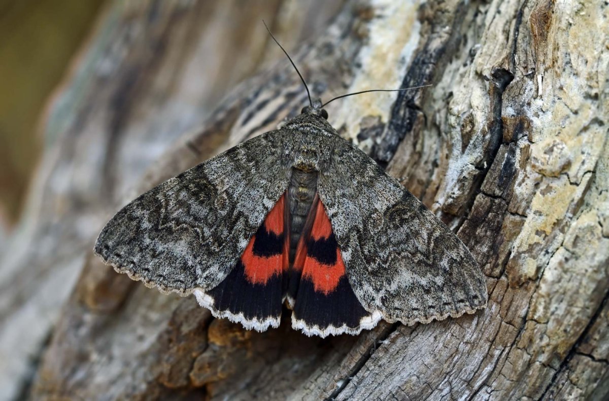 Dot-Underwing Moth (Eudocima materna)