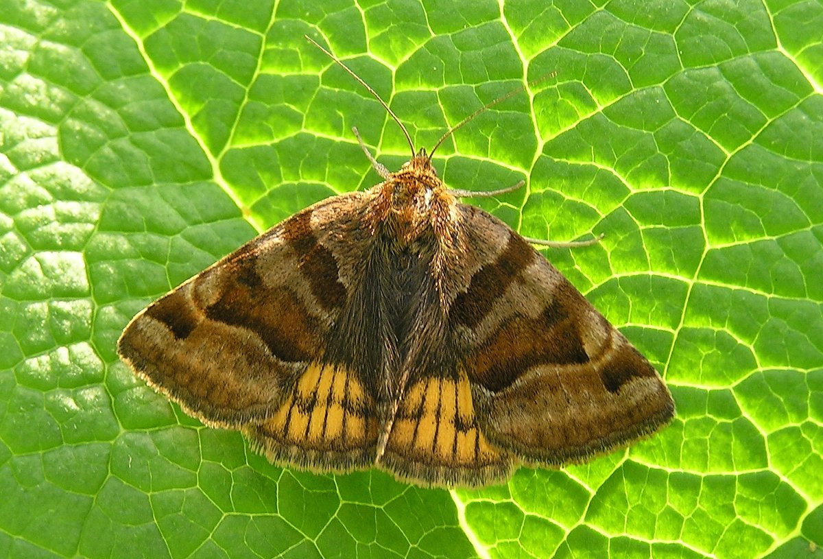 Павлиноглазка Цезарь