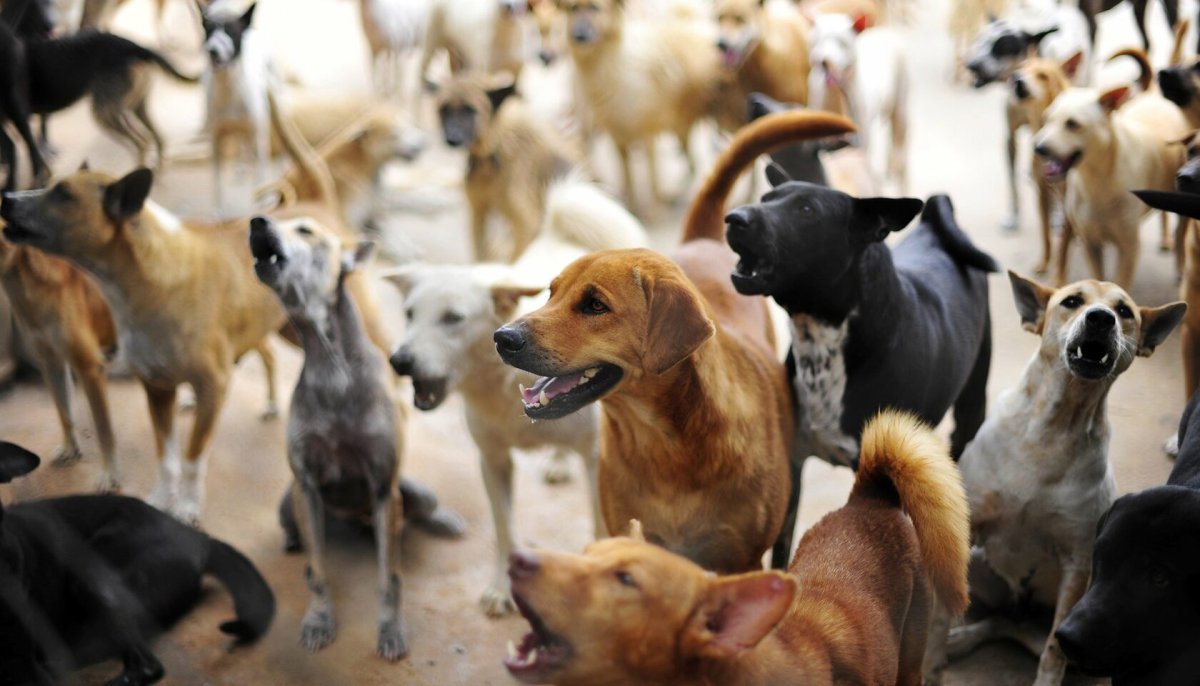 Много собак