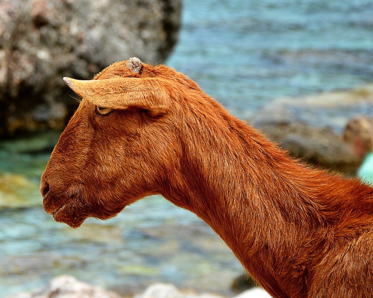 Козлиная бородка у козла