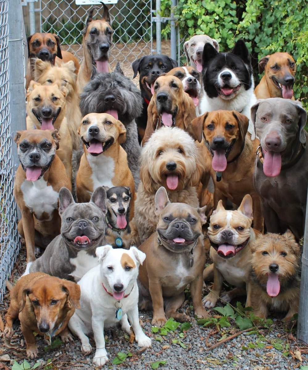 Очень много собак