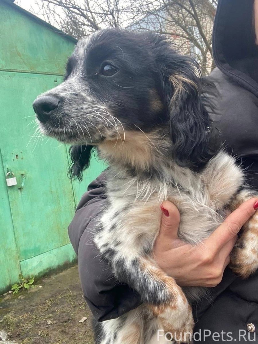 Тигровый лабрадор