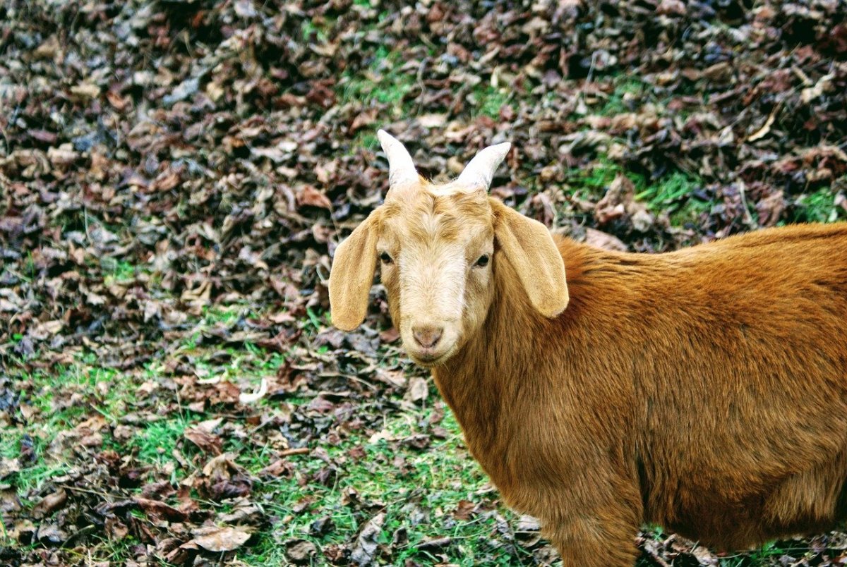 Кричащая коза