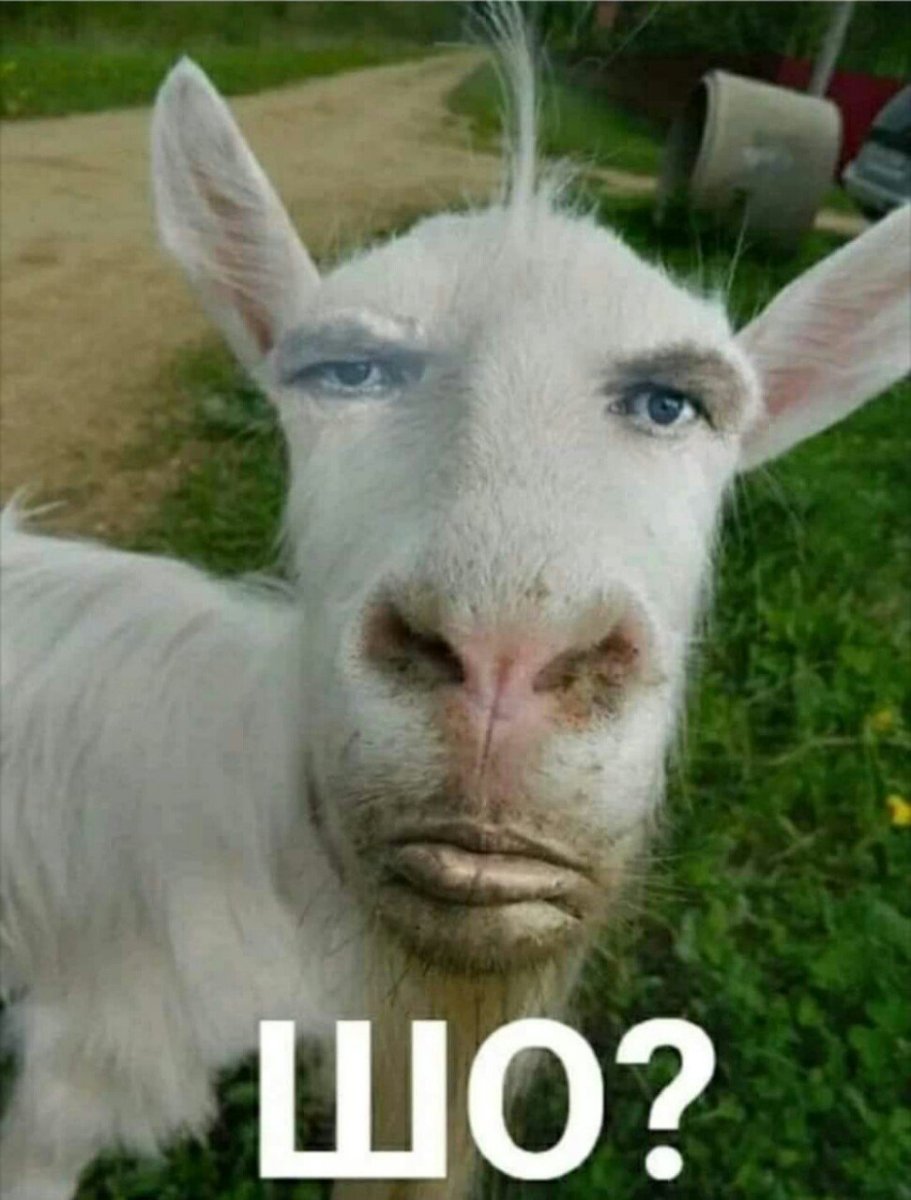 Коза домашняя