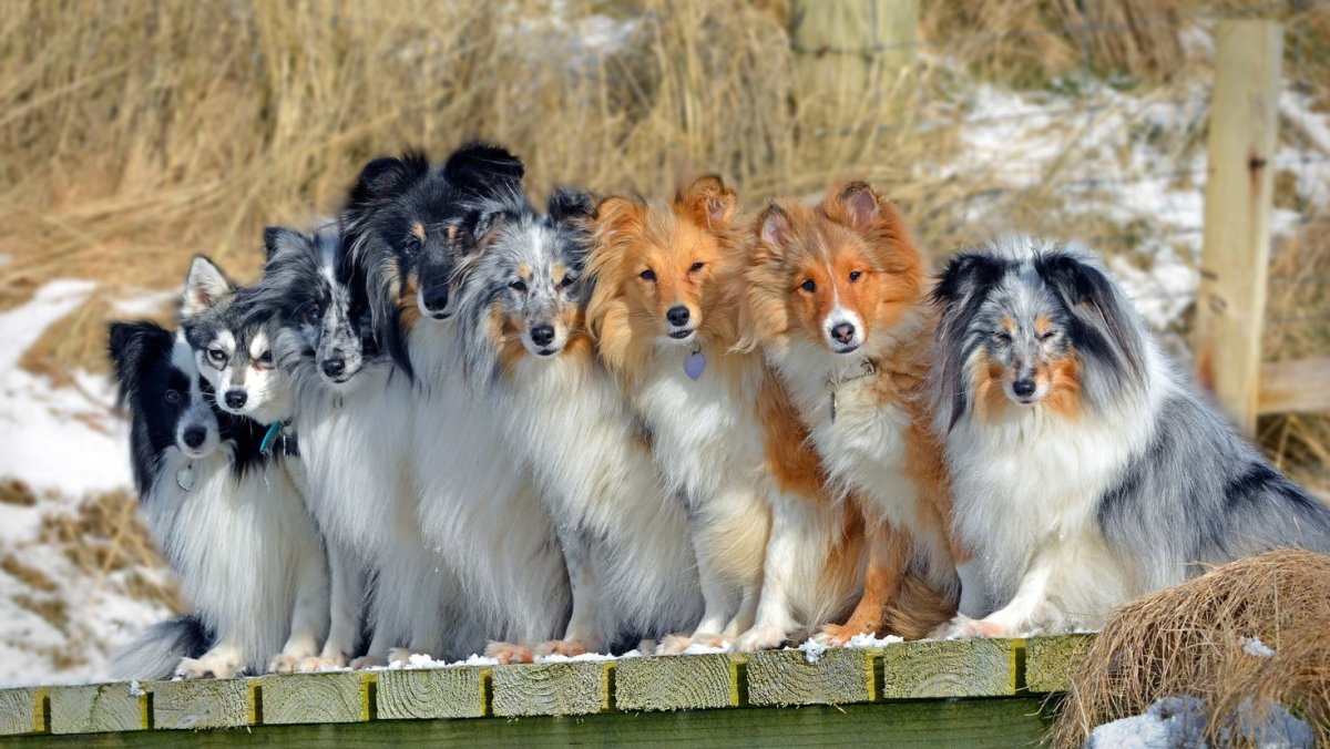 Шелти и бордер колли