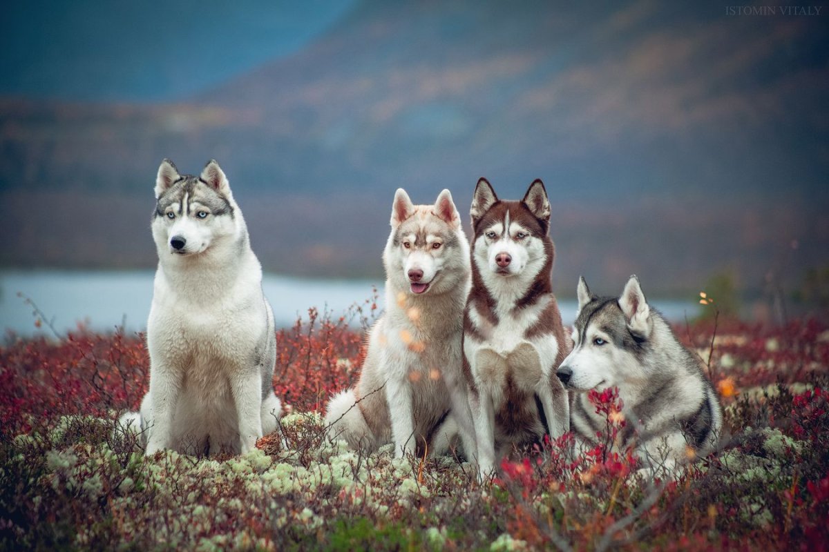 Пугин Михаил