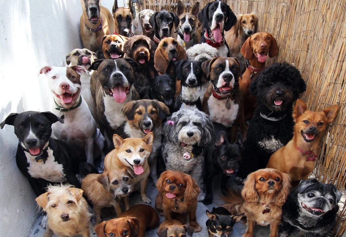 Бультерьер стандарт щенки