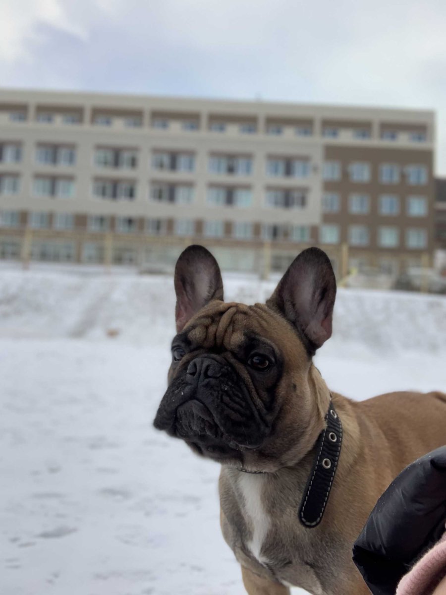 Породы собак по группам ФЦИ