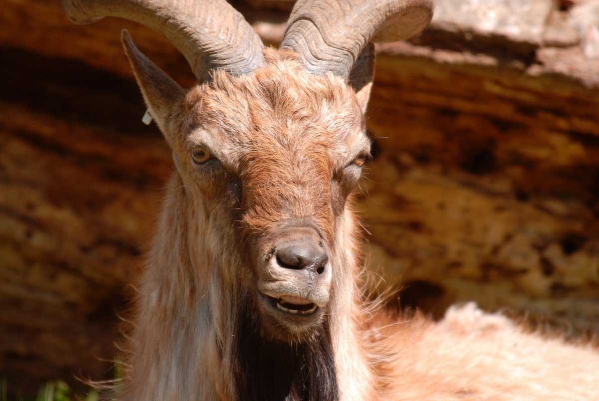 Коза Гиргентана