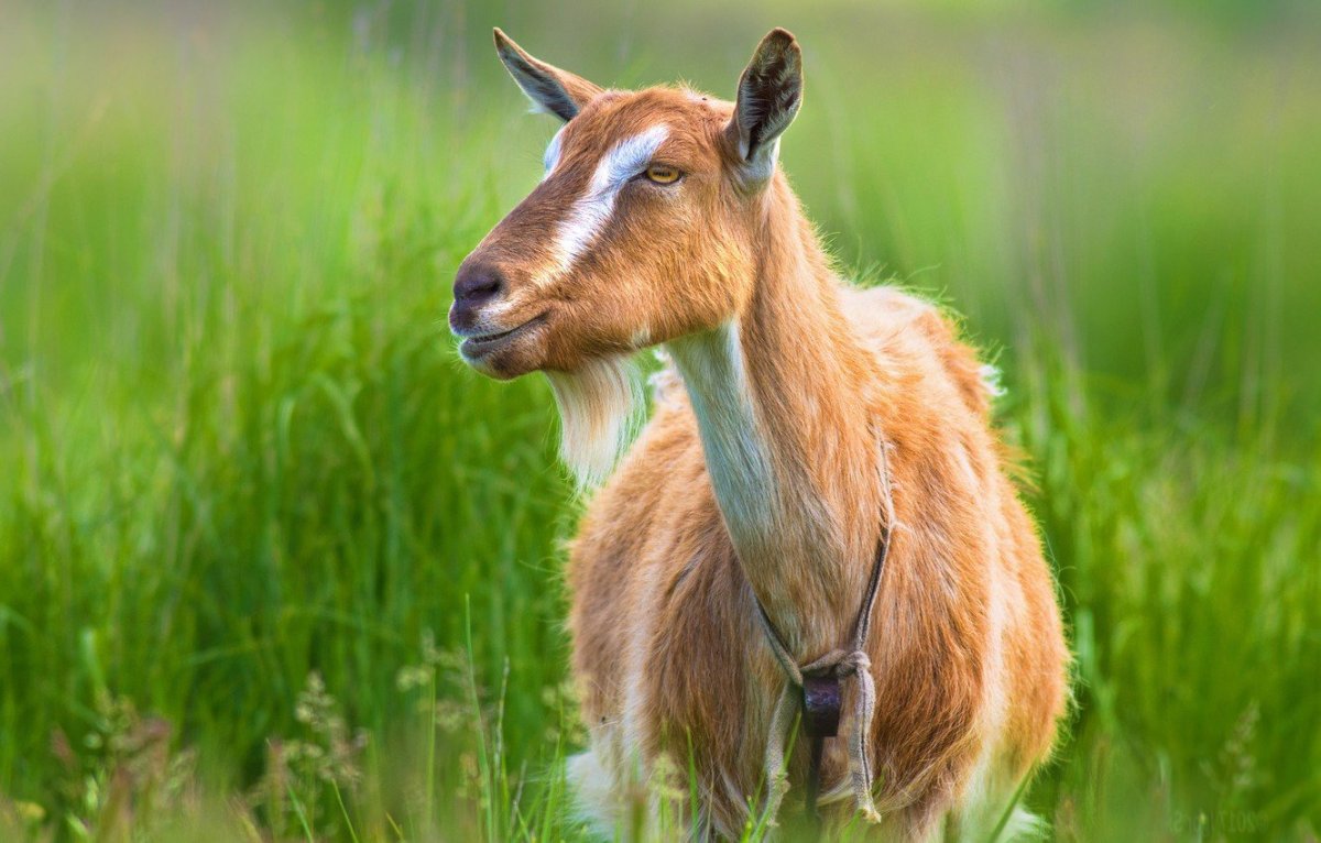 Белый козел