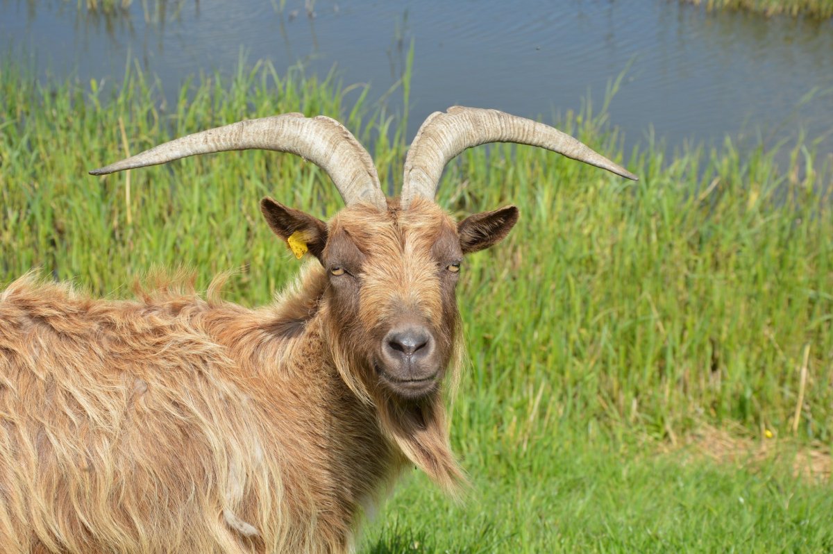 Рыжий козел