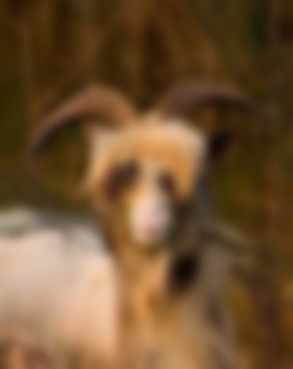 Красивая коза