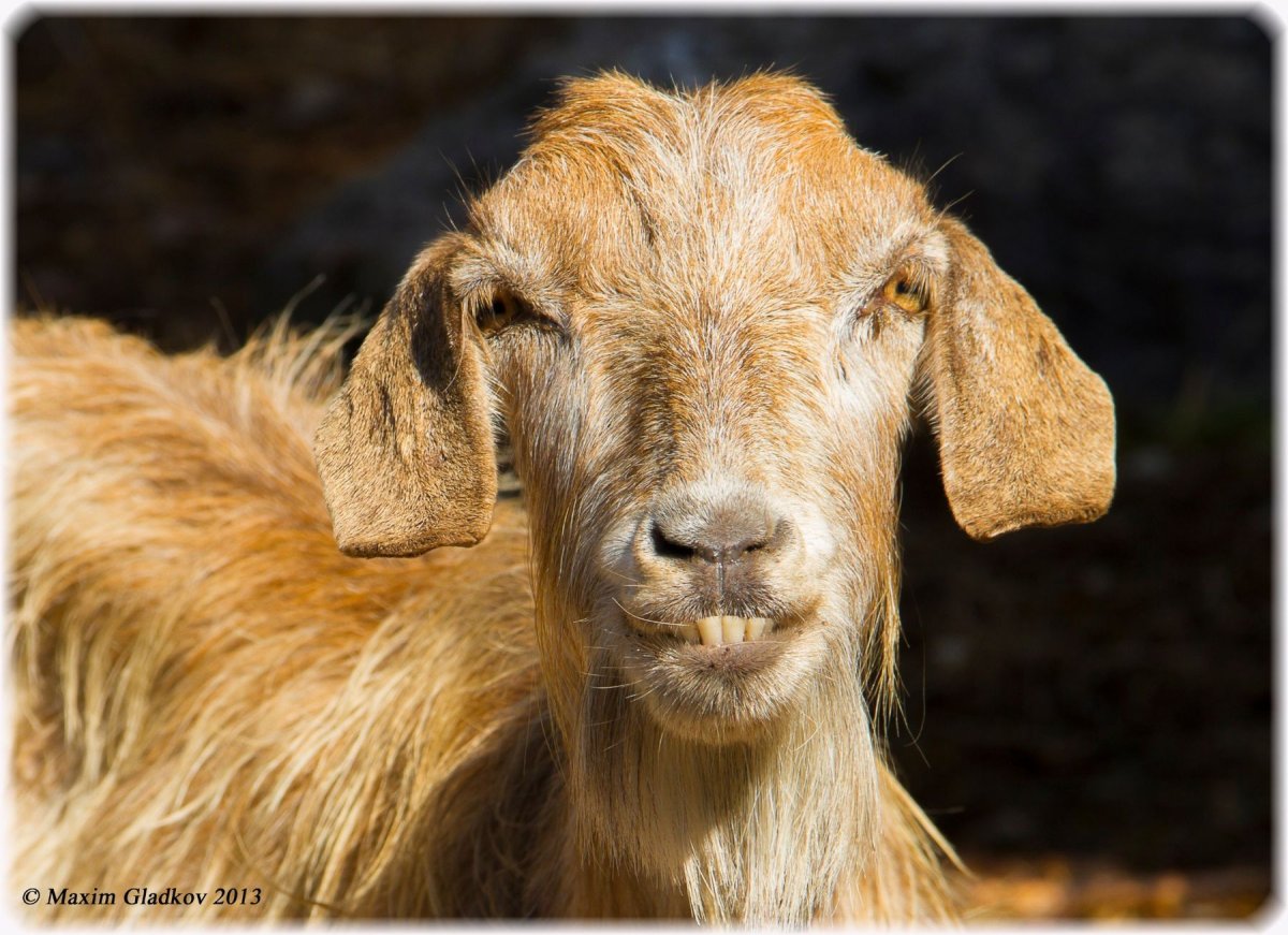 Рыжий козёл фото