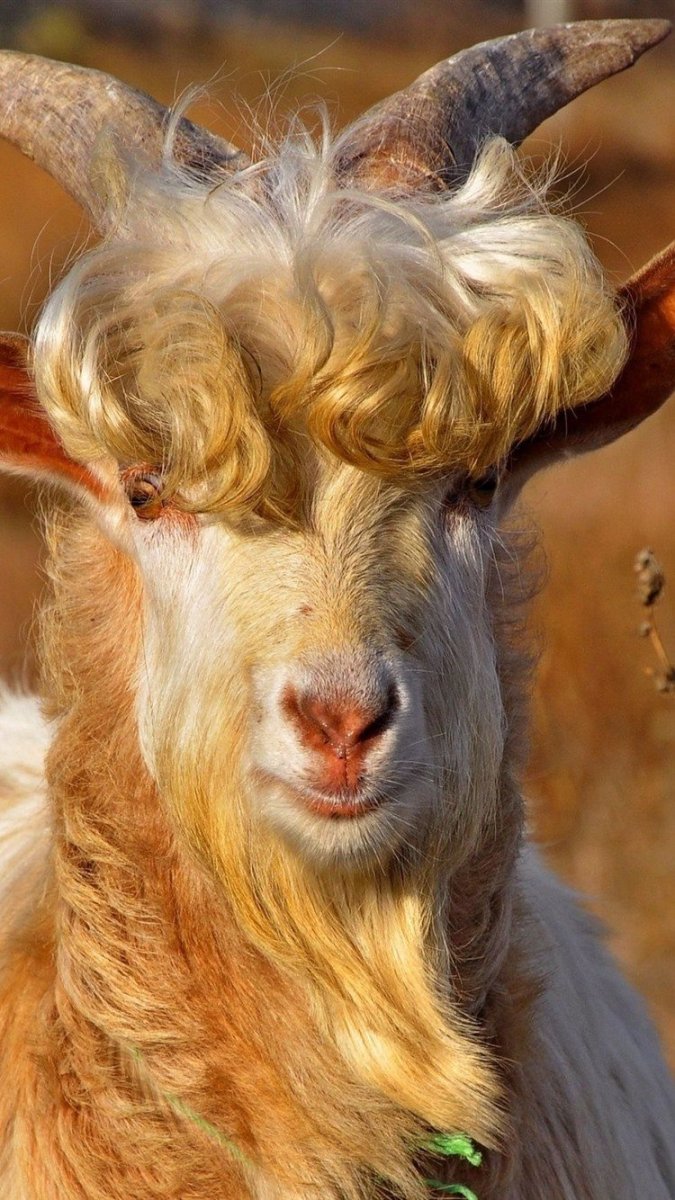 Морда козла