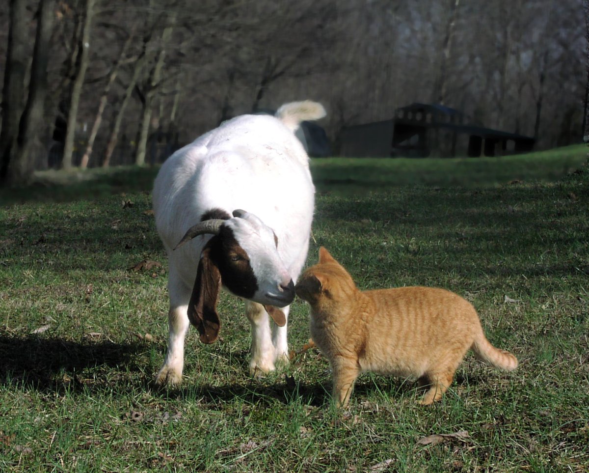 Коза на дороге