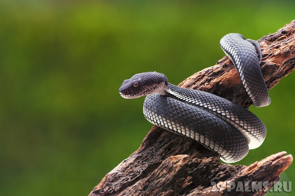 Trimeresurus purpureomaculatus