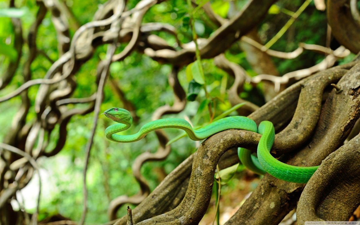 Змеи экваториальных лесов Африки