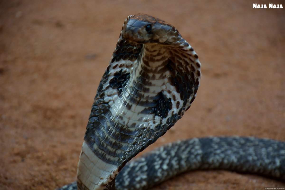 Питомник змеиный Шри Ланка