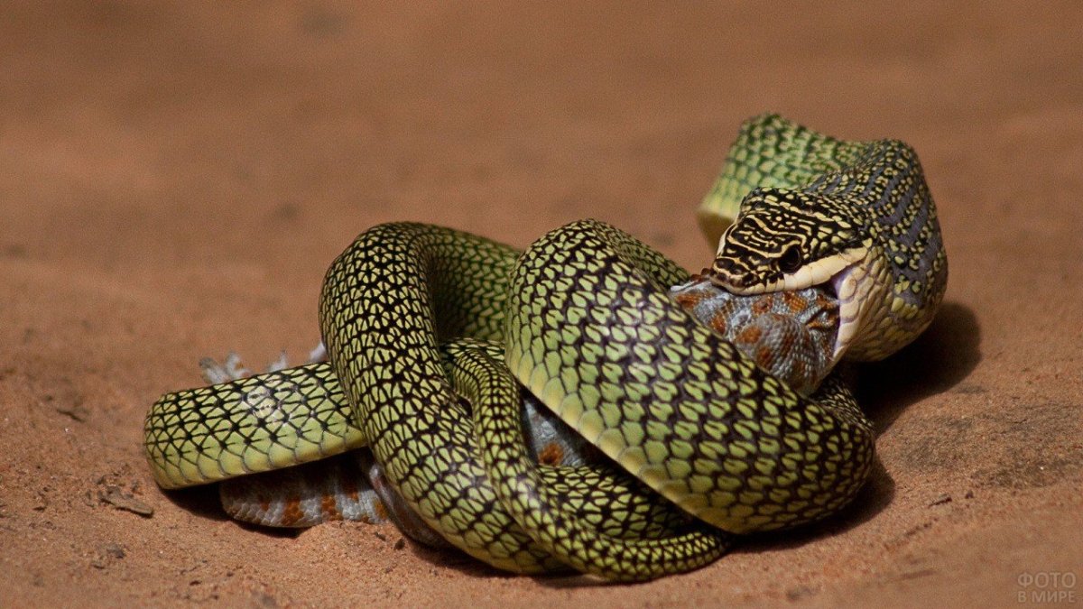 Chrysopelea taprobanica