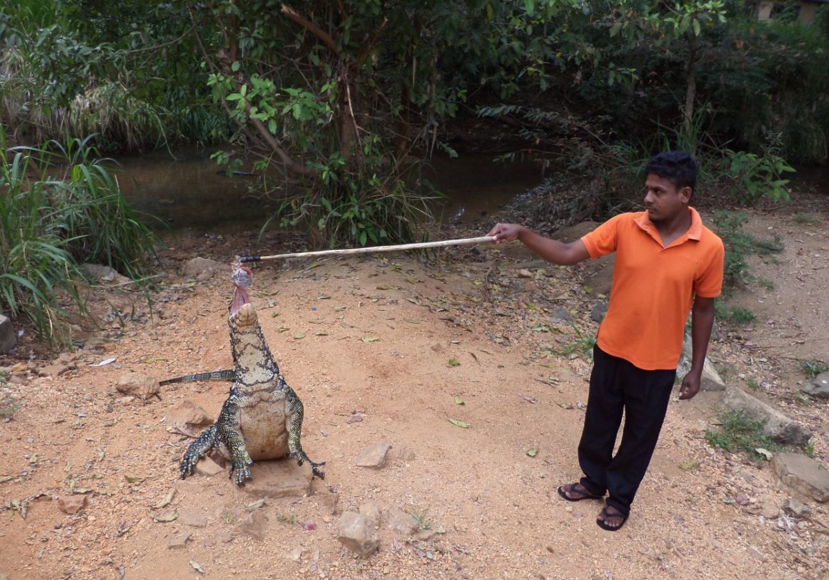 Вараны Шри Ланка