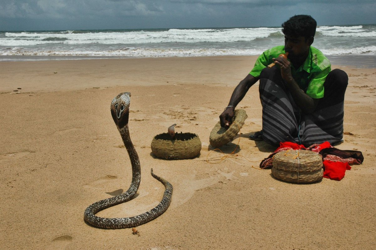 Кобры на Шри Ланке