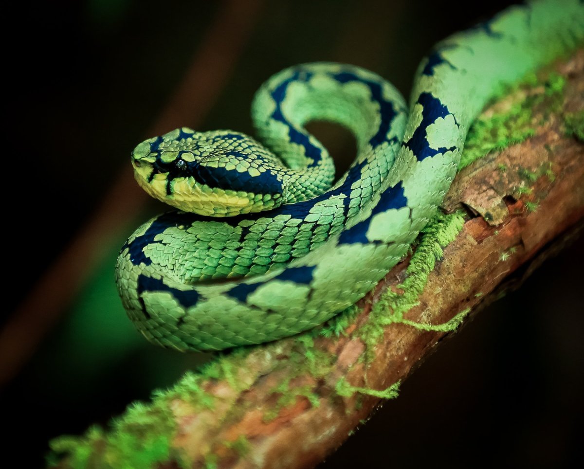 Голубая куфия змея