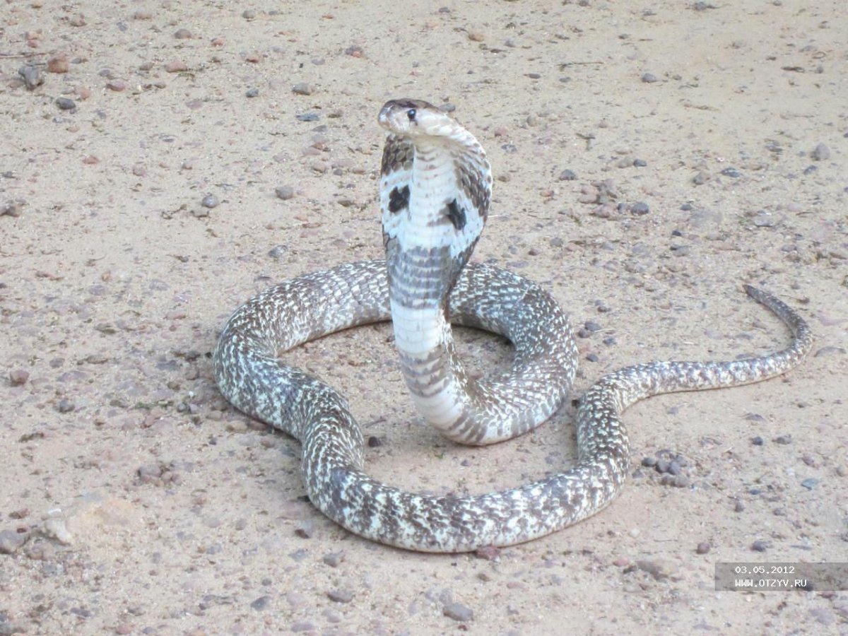 Змея полоз Шри Ланка