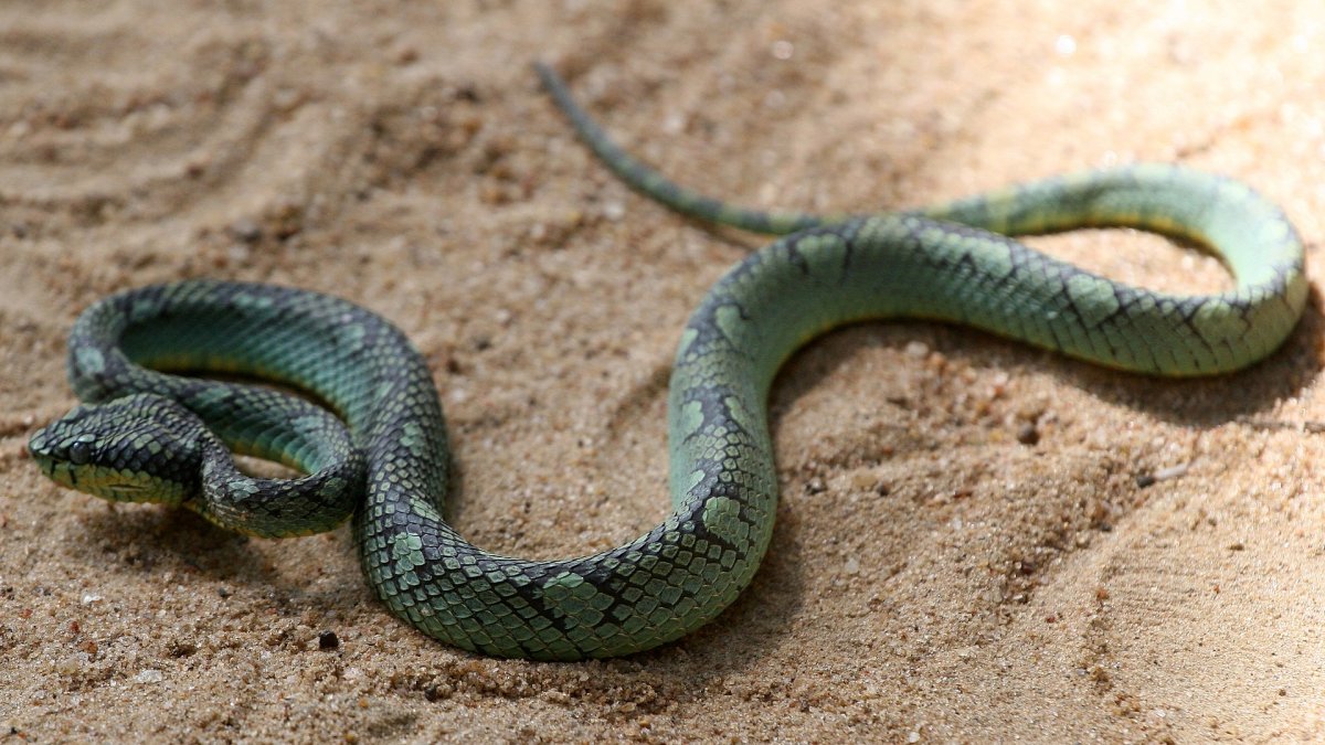 Trimeresurus tibetanus
