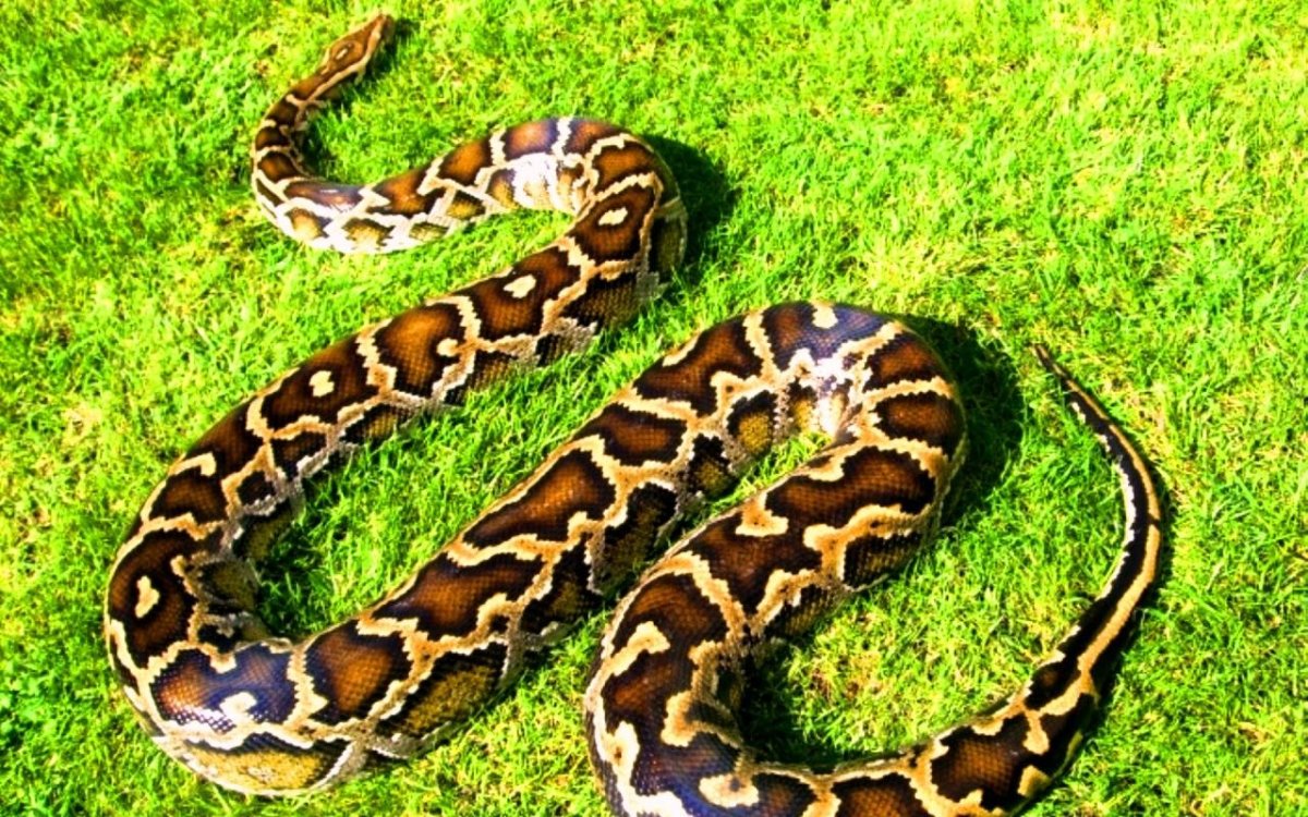 Бирманский тигровый питон