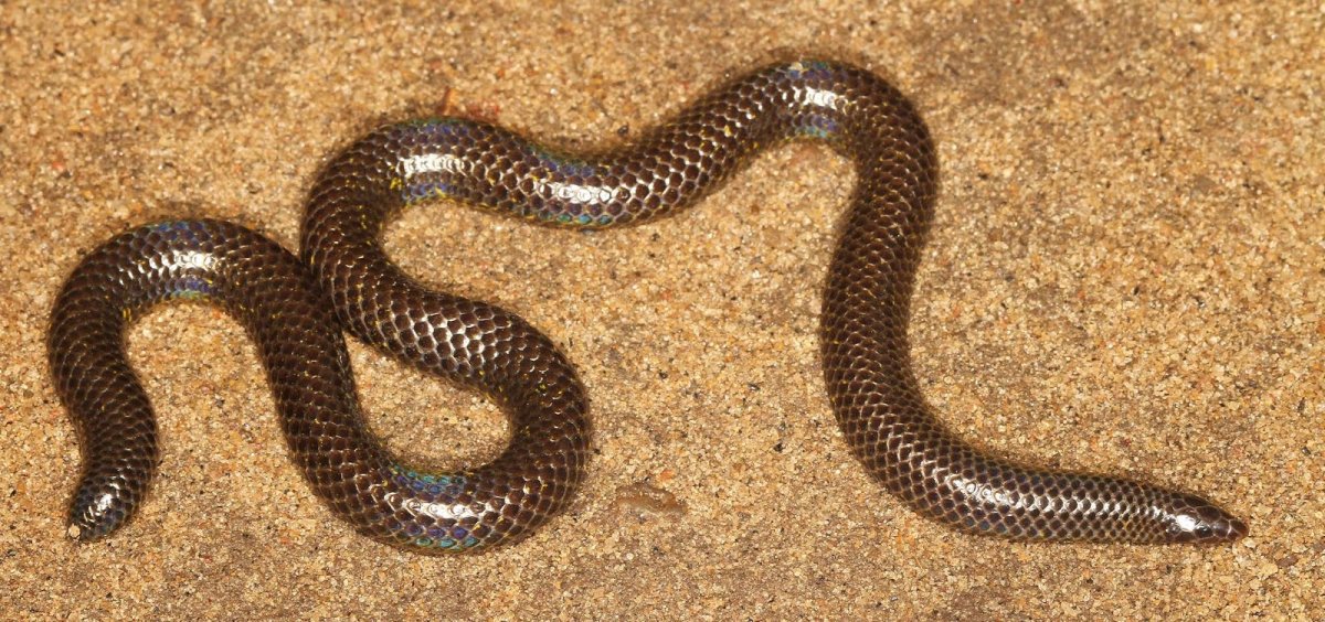 Щитохвостых змей Uropeltidae