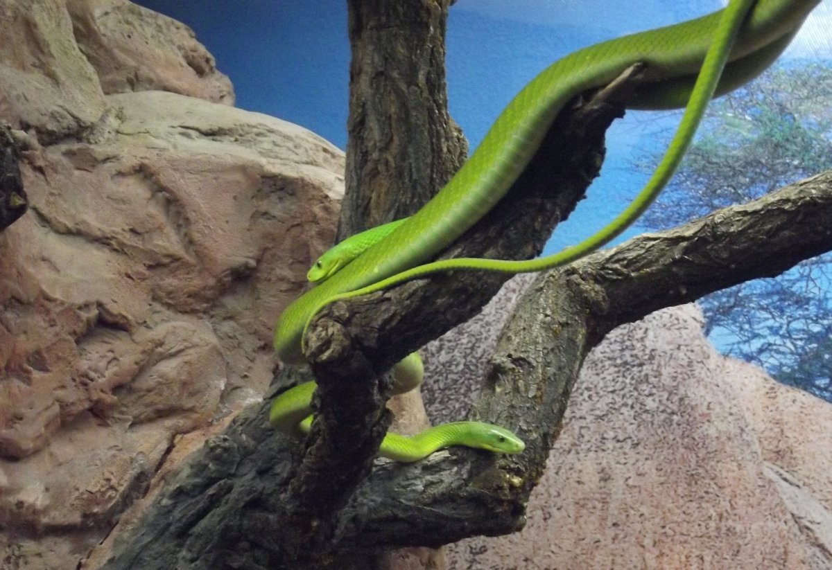 Зеленые змеи Шри Ланки