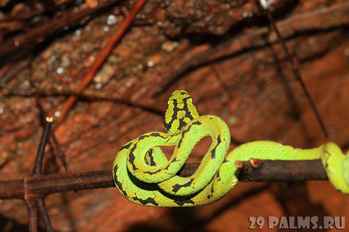 Серо зеленая змея Шри Ланки