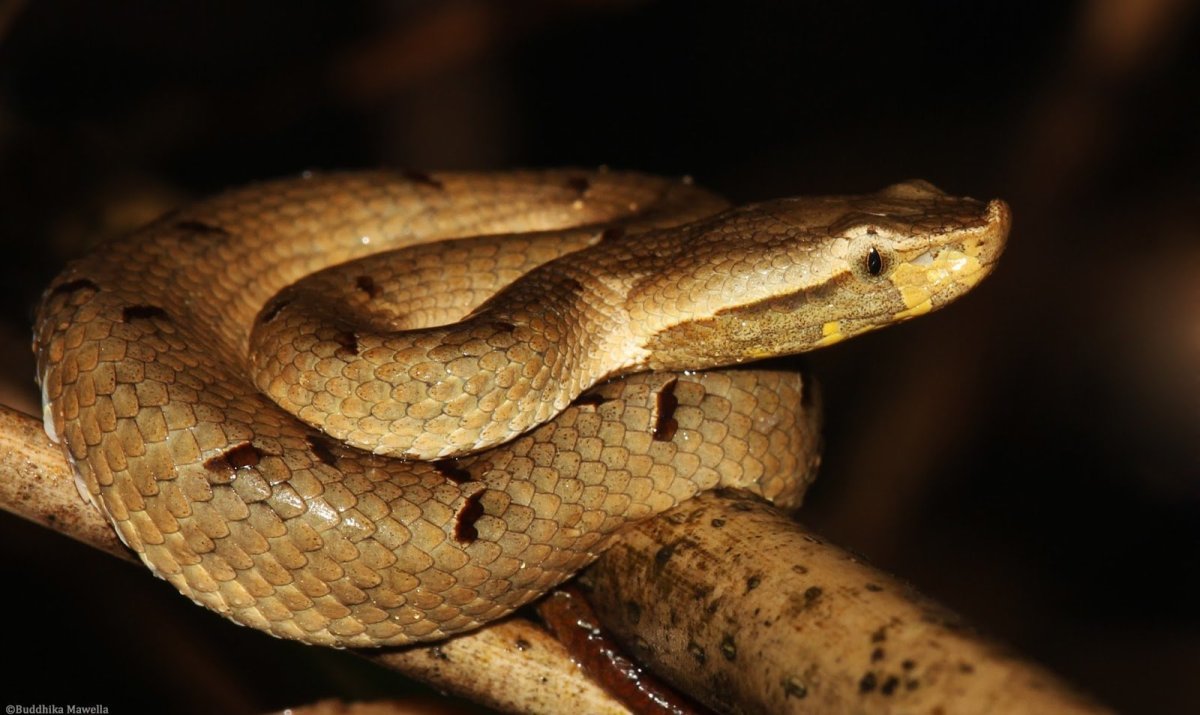 Hump Nosed Viper
