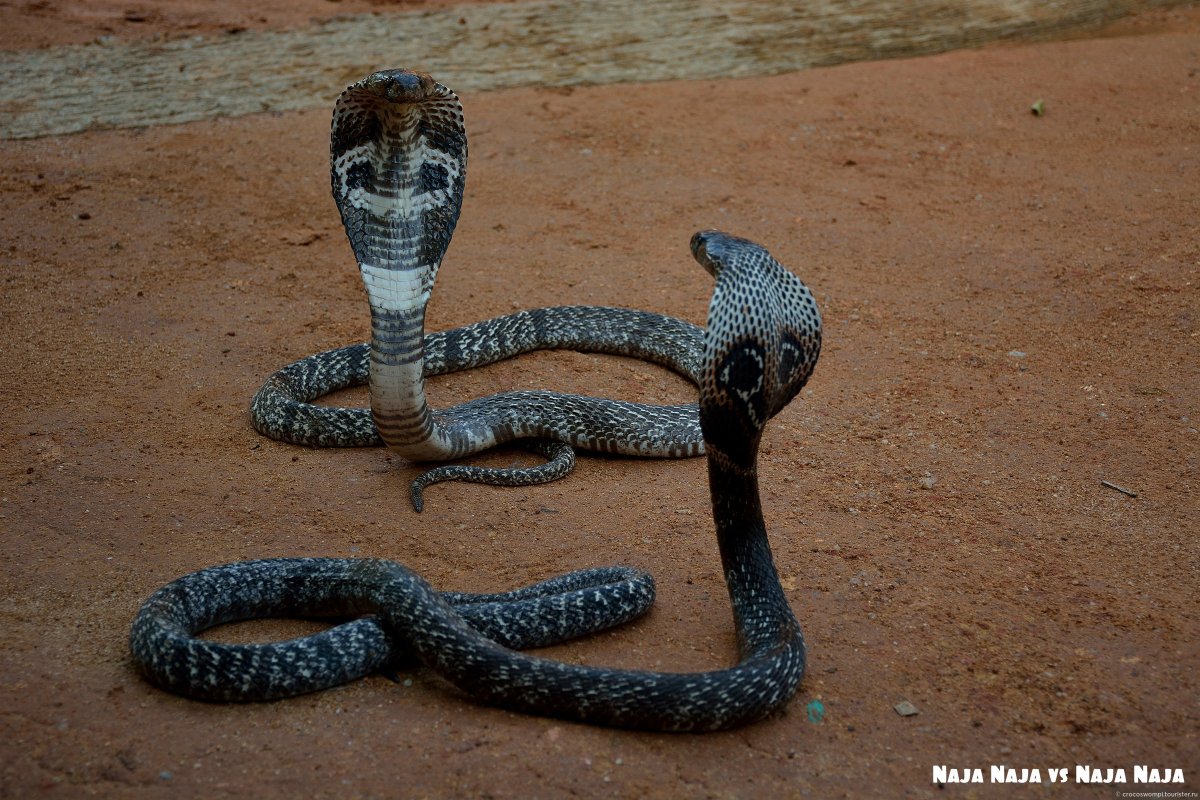 Шри Ланка змеи