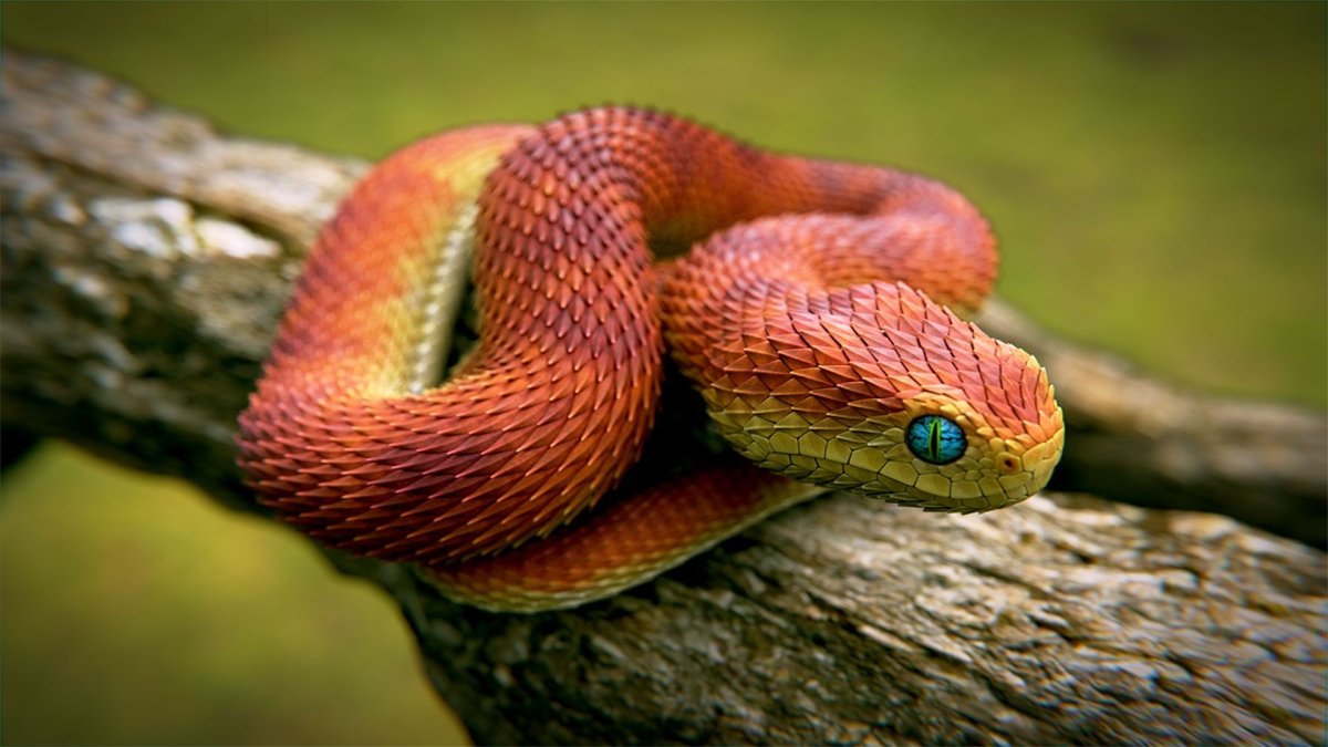 Кустарниковая гадюка (Atheris