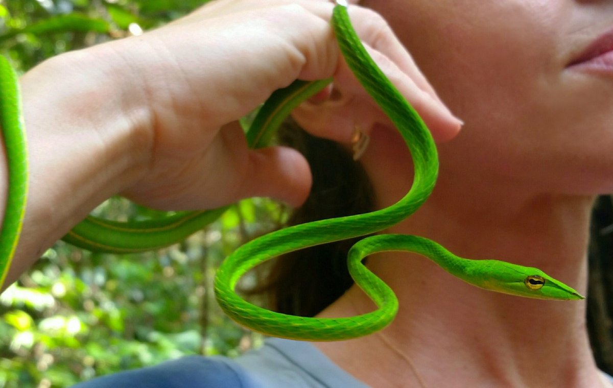 Зеленая остроносая змея