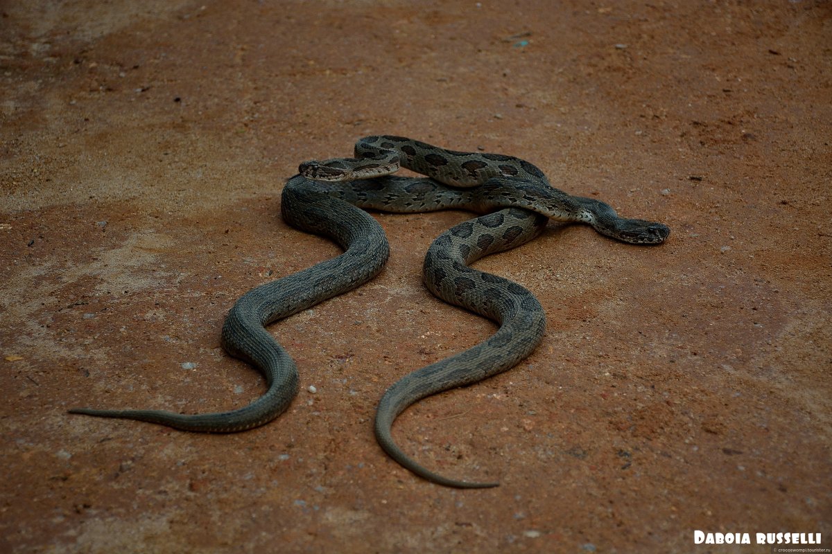 Зеленые змеи Шри Ланки