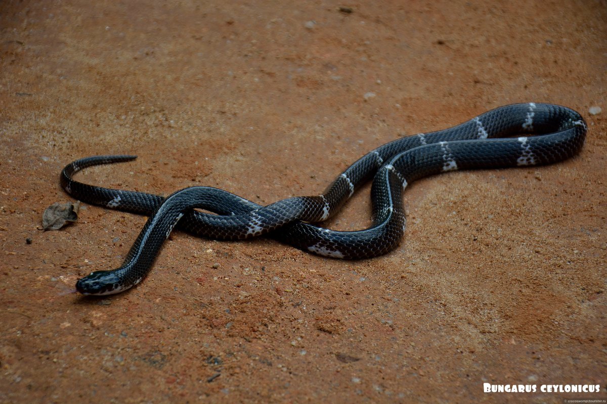 Bungarus ceylonicus