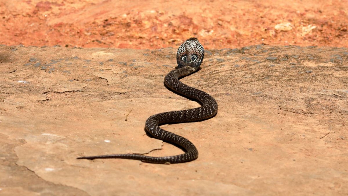 Шри Ланка Кобра