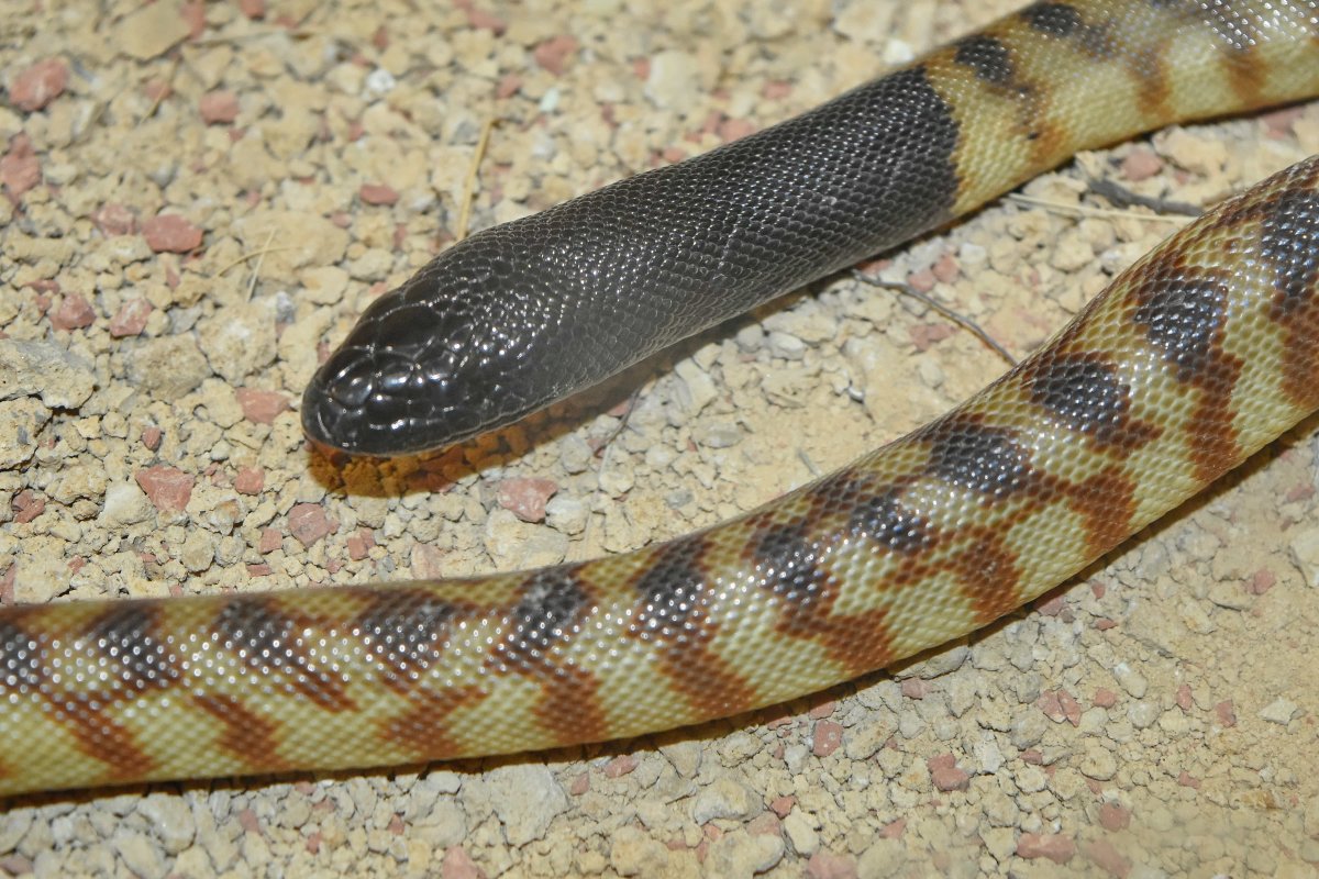 Неядовитые змеи Шри Ланки