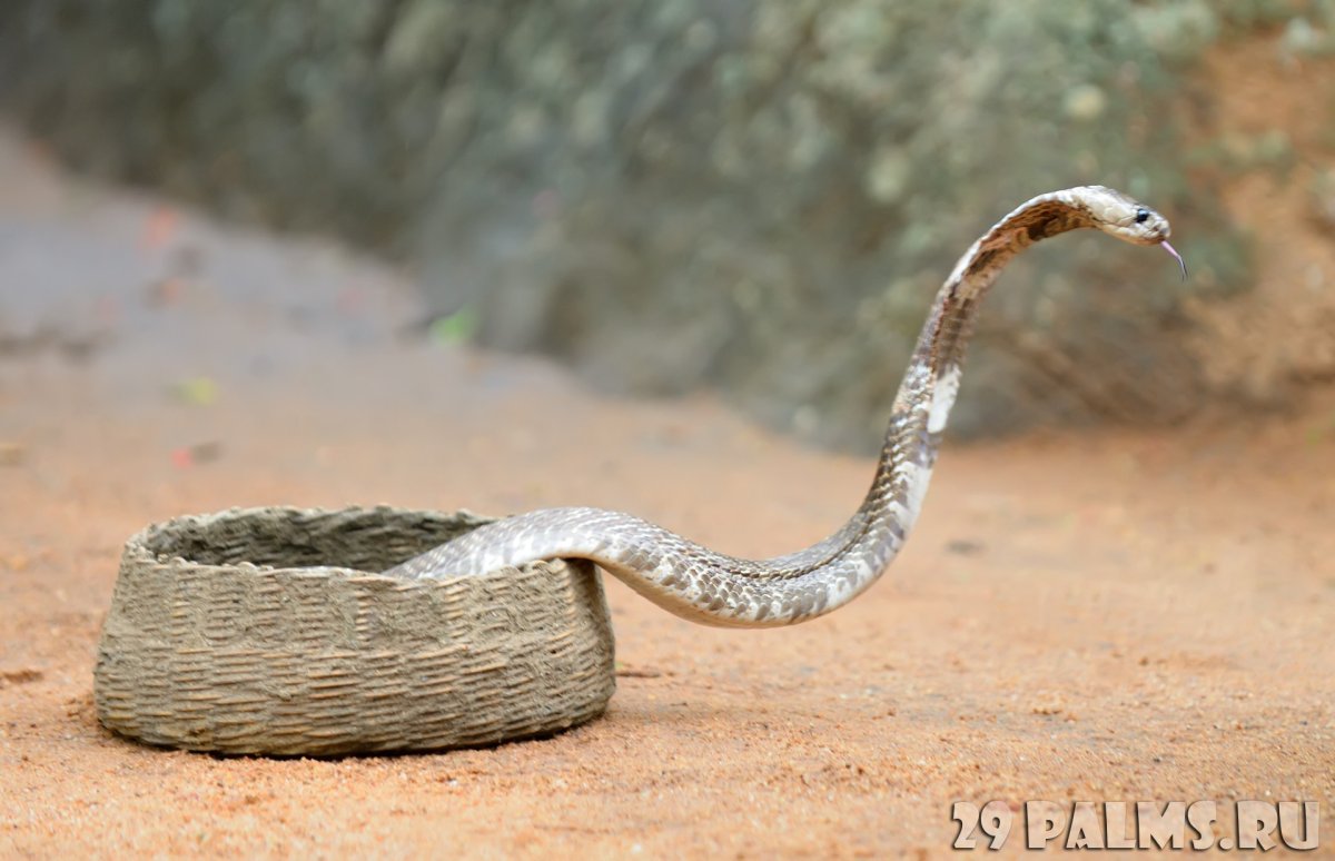 Фото Шри ланкийской кобры