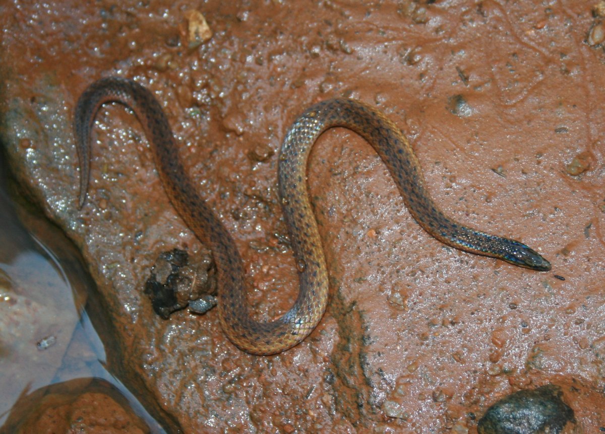 Змея полоз Шри Ланка