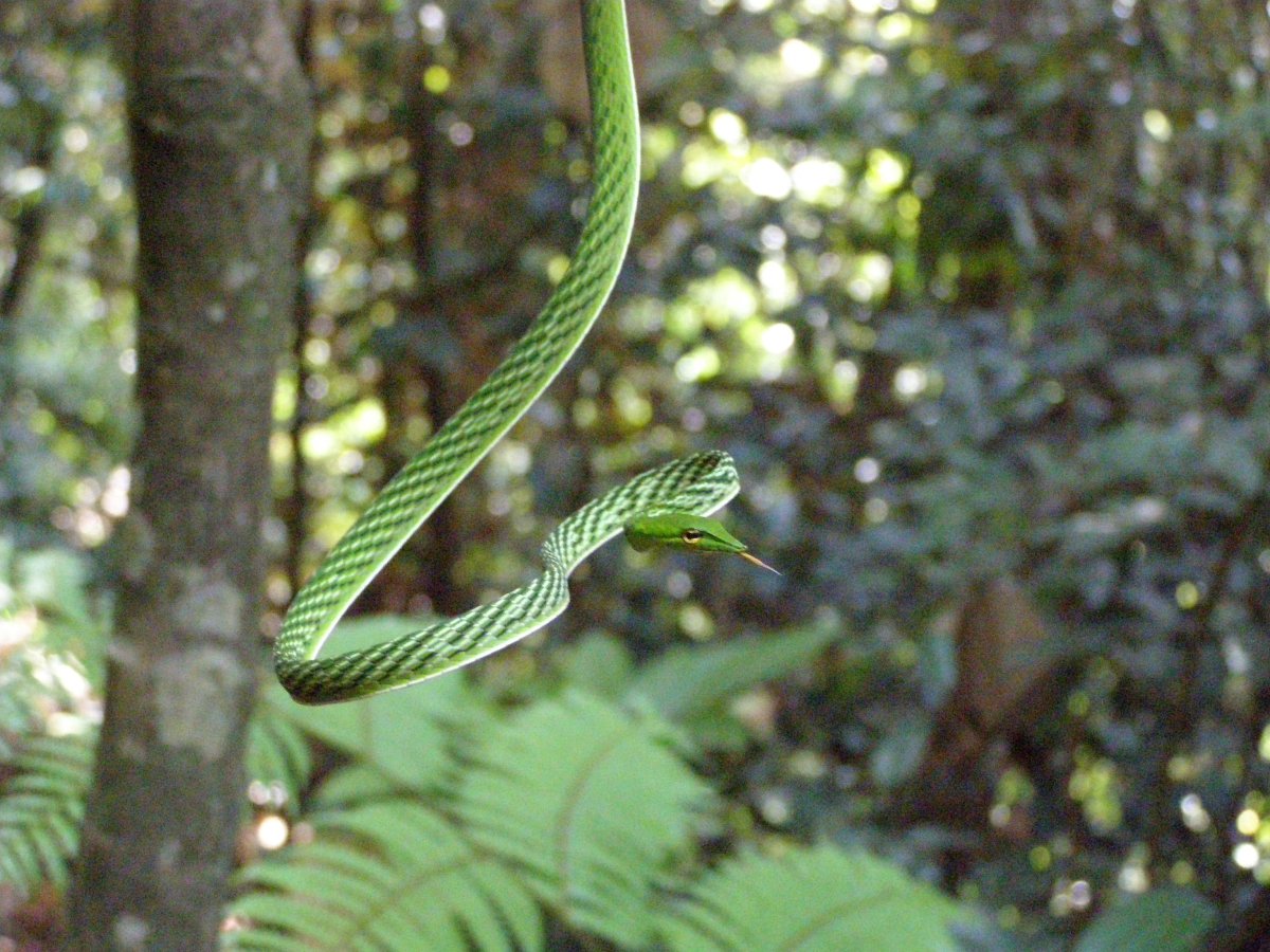 Дождевой лес Шри Ланка змеи