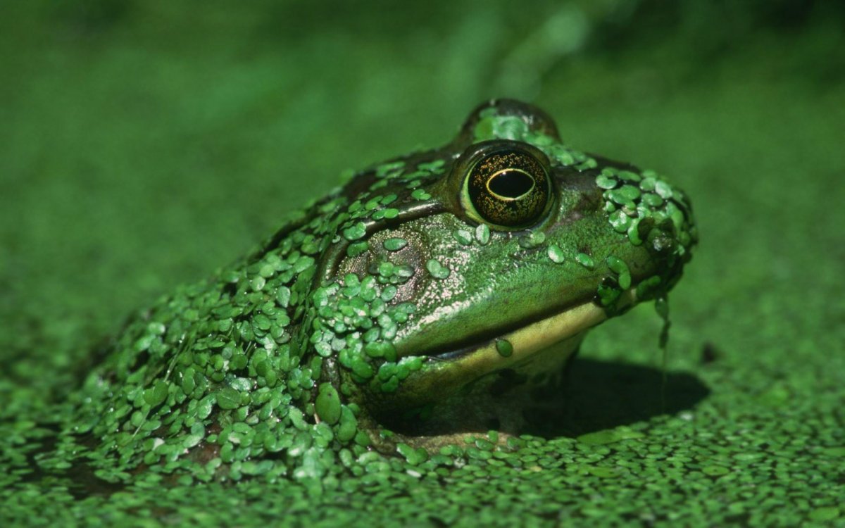 Жаба с цветком