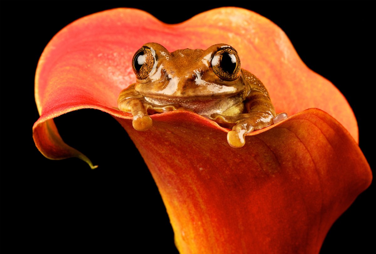 Цветок жаба комнатный