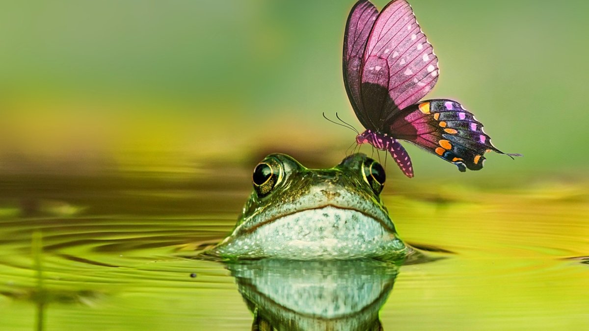 Лягушка на шпагате