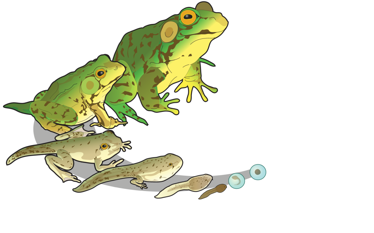 Принц Навин лягушка